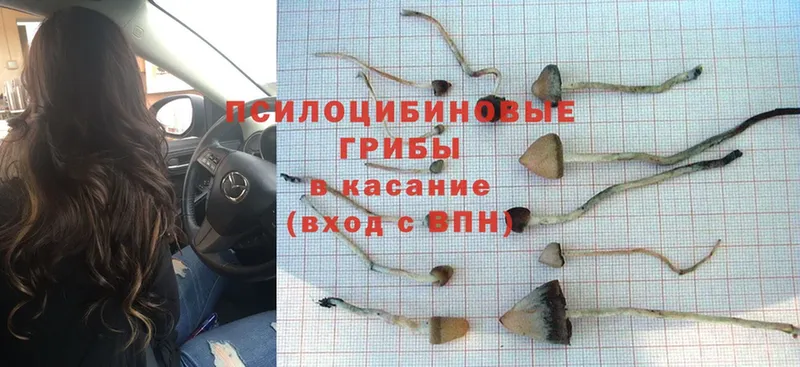 где купить наркоту  Дедовск  Псилоцибиновые грибы Psilocybe 